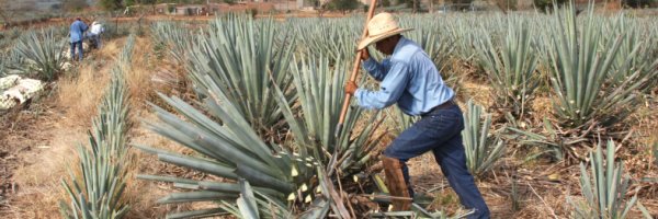 Become a Tequila Expert