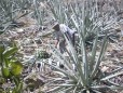 Del Maguey Mezcal :: Distillery Production Photos