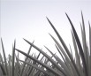 Del Maguey Mezcal :: Distillery Production Photos