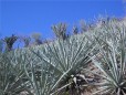 Del Maguey Mezcal :: Distillery Production Photos