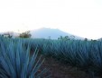 Tequila Don Valente :: Distillery Production Photos
