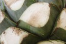Tequila Don Valente :: Distillery Production Photos