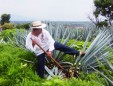 Tequila Don Valente :: Distillery Production Photos