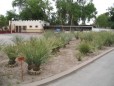 Hacienda de Chihuahua Sotol :: Distillery Production Photos