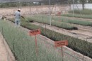 Hacienda de Chihuahua Sotol :: Distillery Production Photos