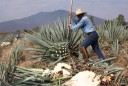 Tequila Herradura :: Distillery Production Photos
