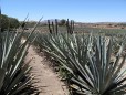 La Cofradia :: Distillery Production Photos