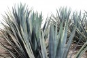 San Isidro :: Distillery Production Photos