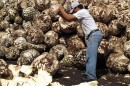 San Isidro :: Distillery Production Photos