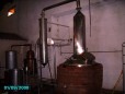 Sotolera Cueva Blanca :: Distillery Production Photos