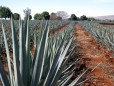 Tequila Tapatio :: Distillery Production Photos