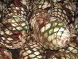 Tequila Tapatio :: Distillery Production Photos