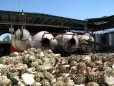 Tequilena :: Distillery Production Photos
